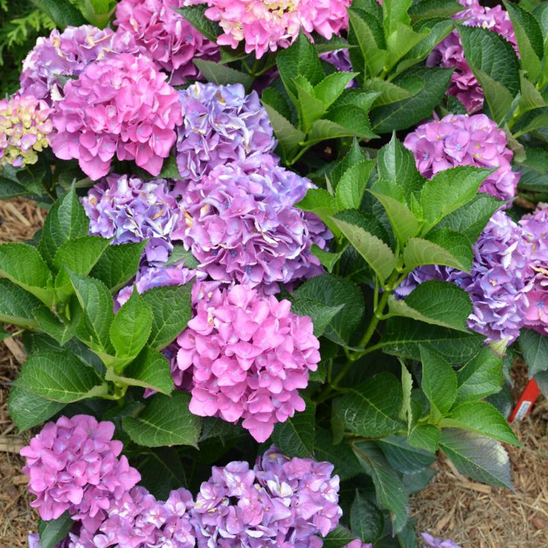 HYDRANGEA CITYLINE VENICE – Knippel Garden Centre