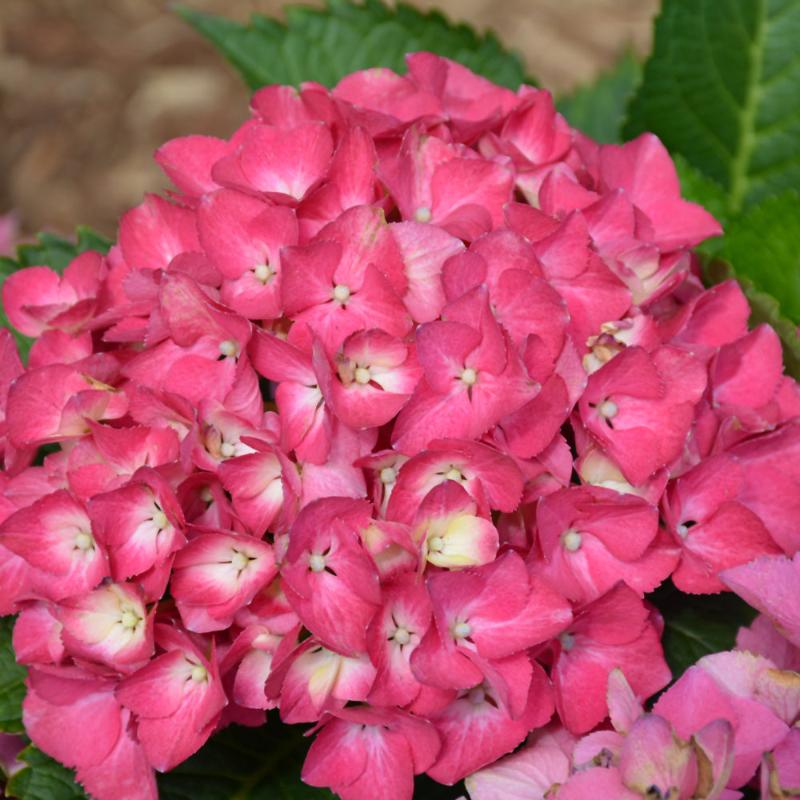 HYDRANGEA CITY LINE PARIS