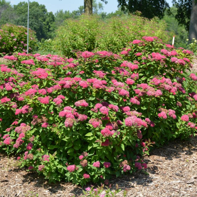 SPIREA DOUBLE PLAY RED