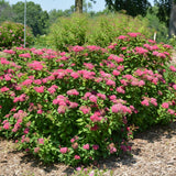 SPIREA DOUBLE PLAY RED