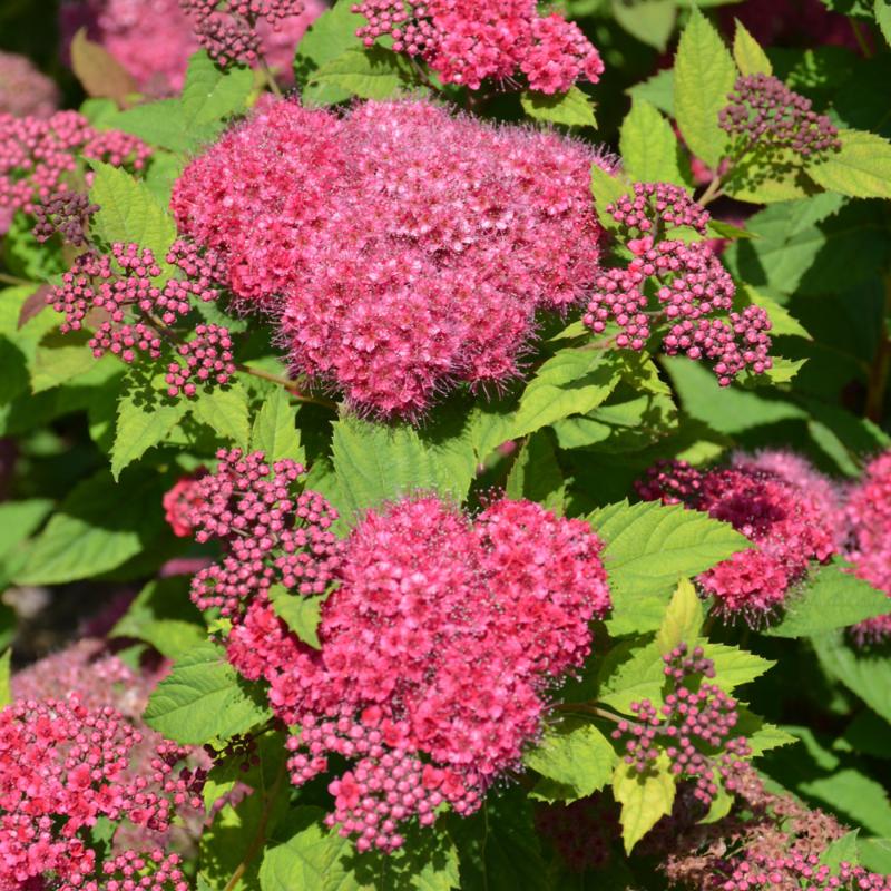 SPIREA DOUBLE PLAY RED