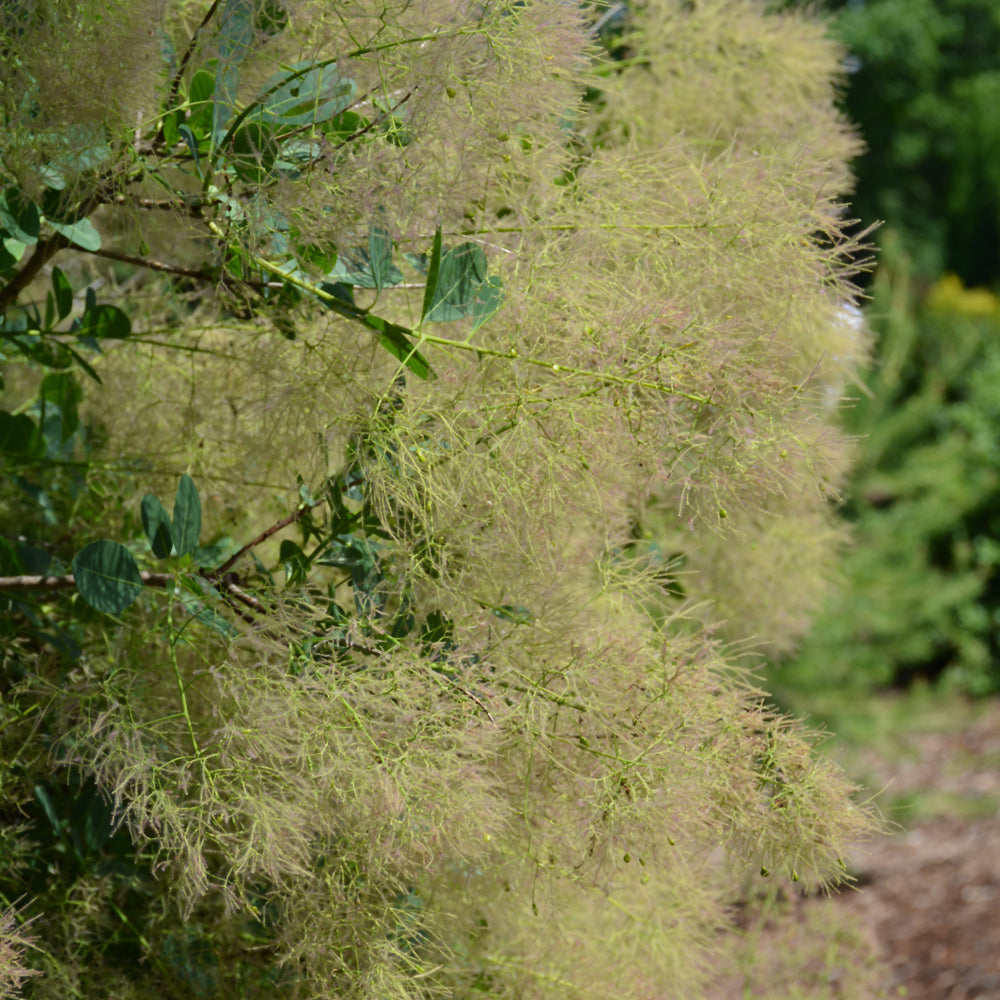 SMOKEBUSH YOUNG LADY