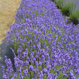 LAVANDULA HIDCOTE