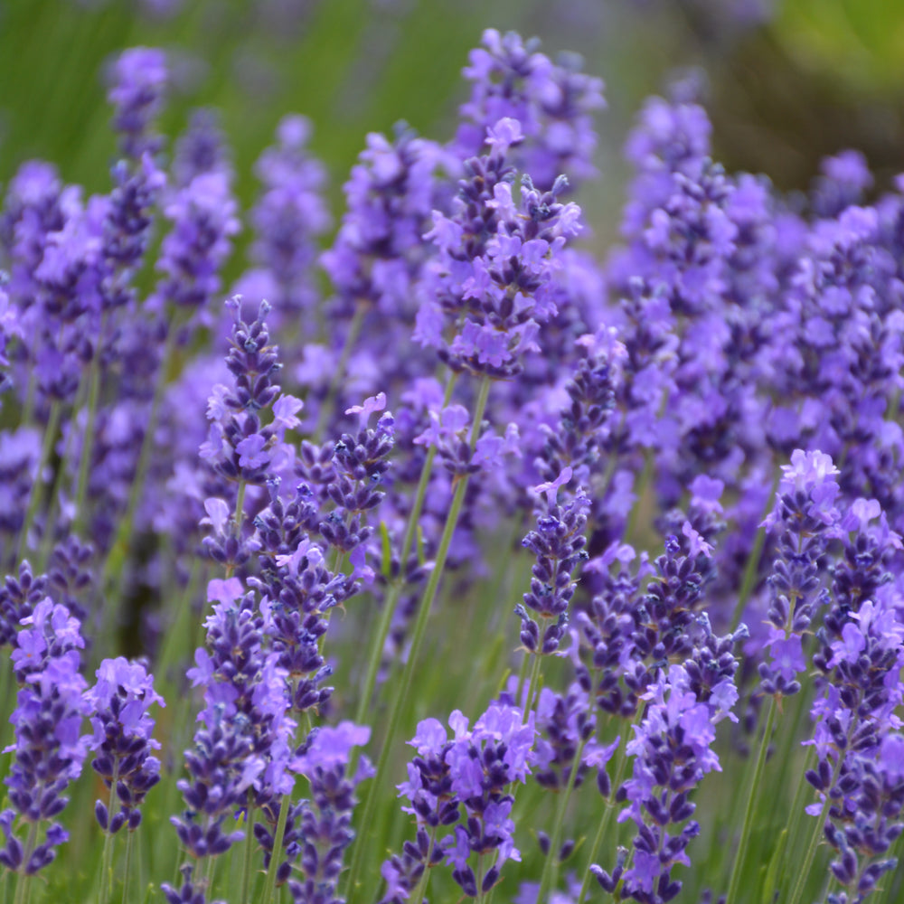 LAVANDULA HIDCOTE – Knippel Garden Centre