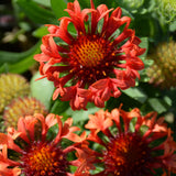 GAILLARDIA FANFARE BLAZE