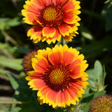 GAILLARDIA ARIZONA SUN