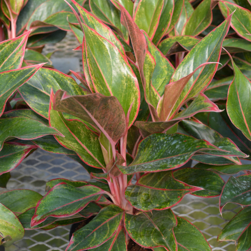 AGLAONEMA SIAM PINK
