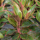 AGLAONEMA SIAM PINK