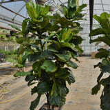 FICUS LYRATA