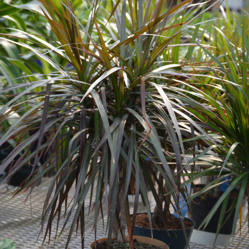 DRACAENA MARGINATA