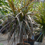 DRACAENA MARGINATA