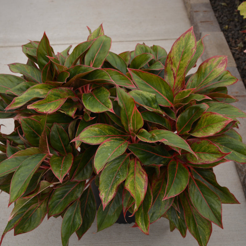AGLAONEMA SIAM PINK