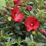 HIBISCUS SUMMERIFIC CRANBERRY CRUSH