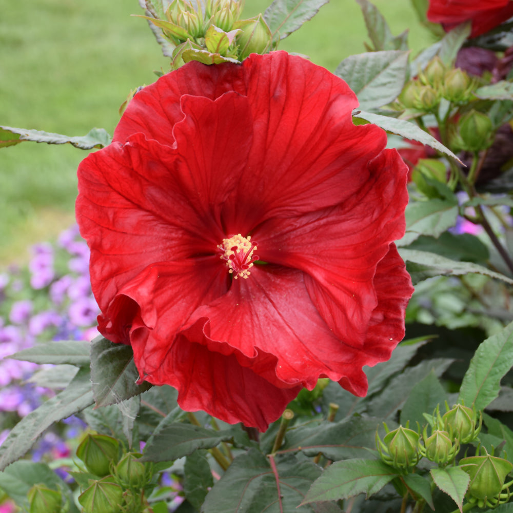 HIBISCUS SUMMERIFIC CRANBERRY CRUSH