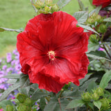 HIBISCUS SUMMERIFIC CRANBERRY CRUSH