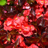 Wax Begonia