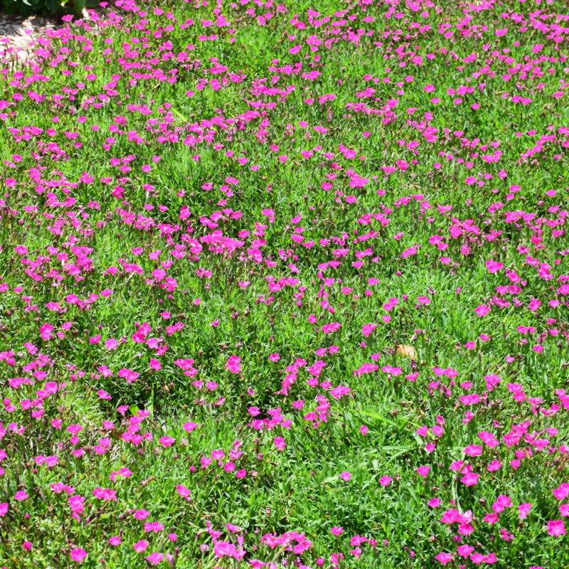 DIANTHUS KAHORI
