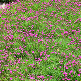 DIANTHUS KAHORI