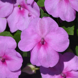 Beacon Impatiens