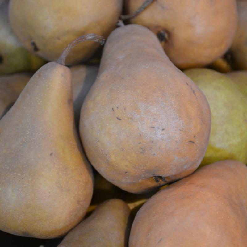 PEAR BOSC