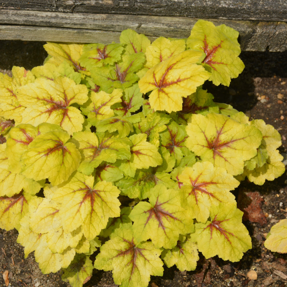 HEUCHERELLA CATCHING FIRE