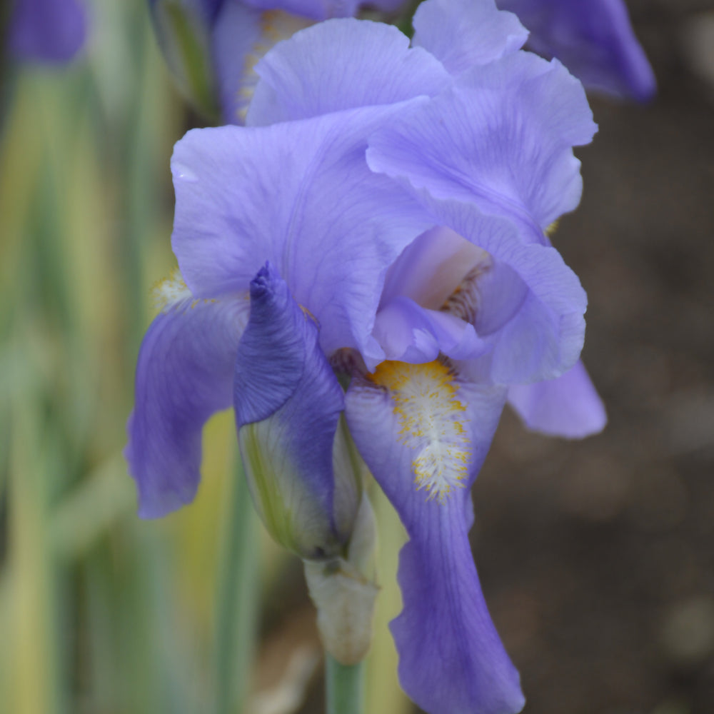 IRIS ARGENTEA VARIEGATA