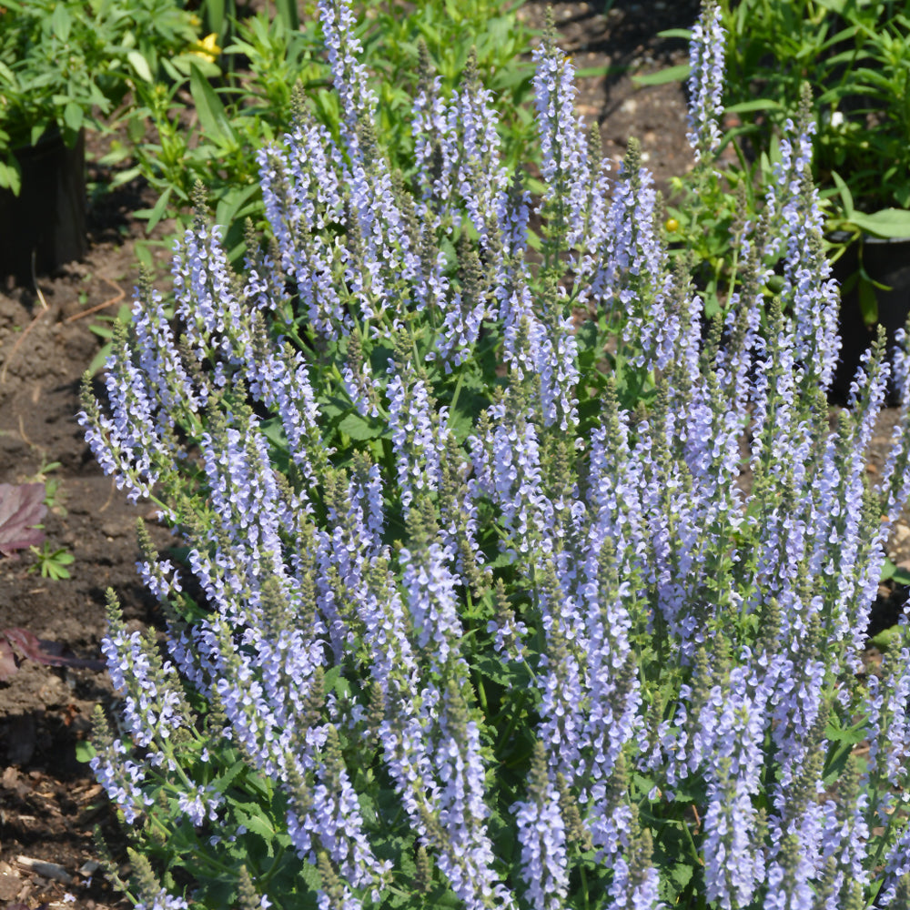 SALVIA CRYSTAL BLUE