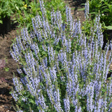 SALVIA CRYSTAL BLUE