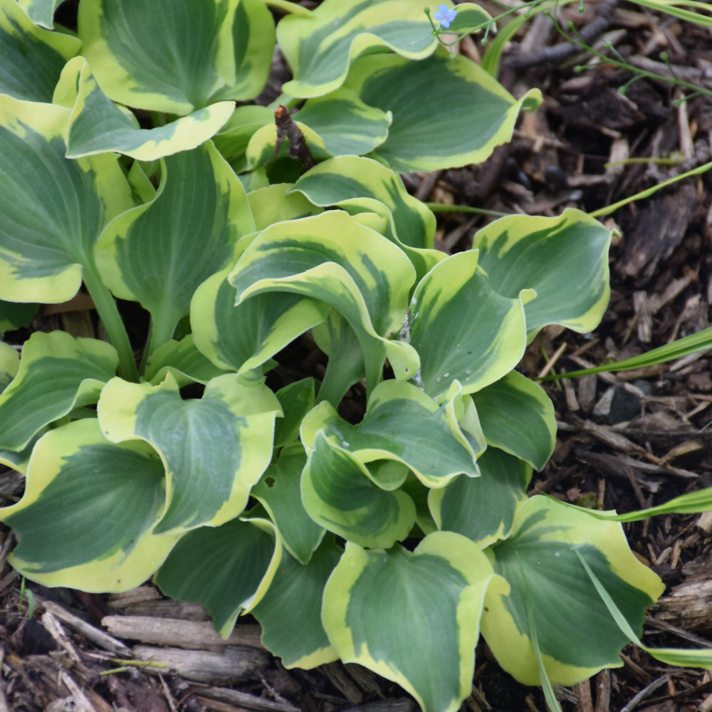 HOSTA MINI SKIRT