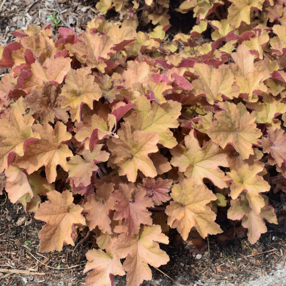 HEUCHERA CARAMEL