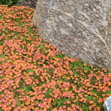 DELOSPERMA FIRE SPINNER