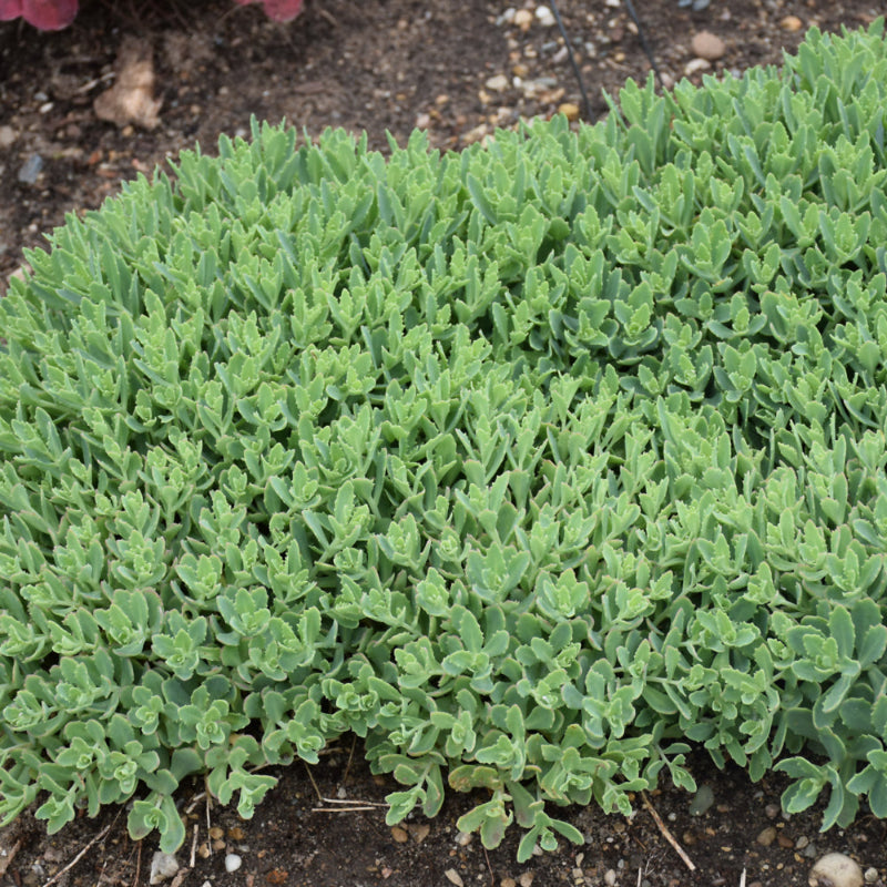 SEDUM PURE JOY – Knippel Garden Centre