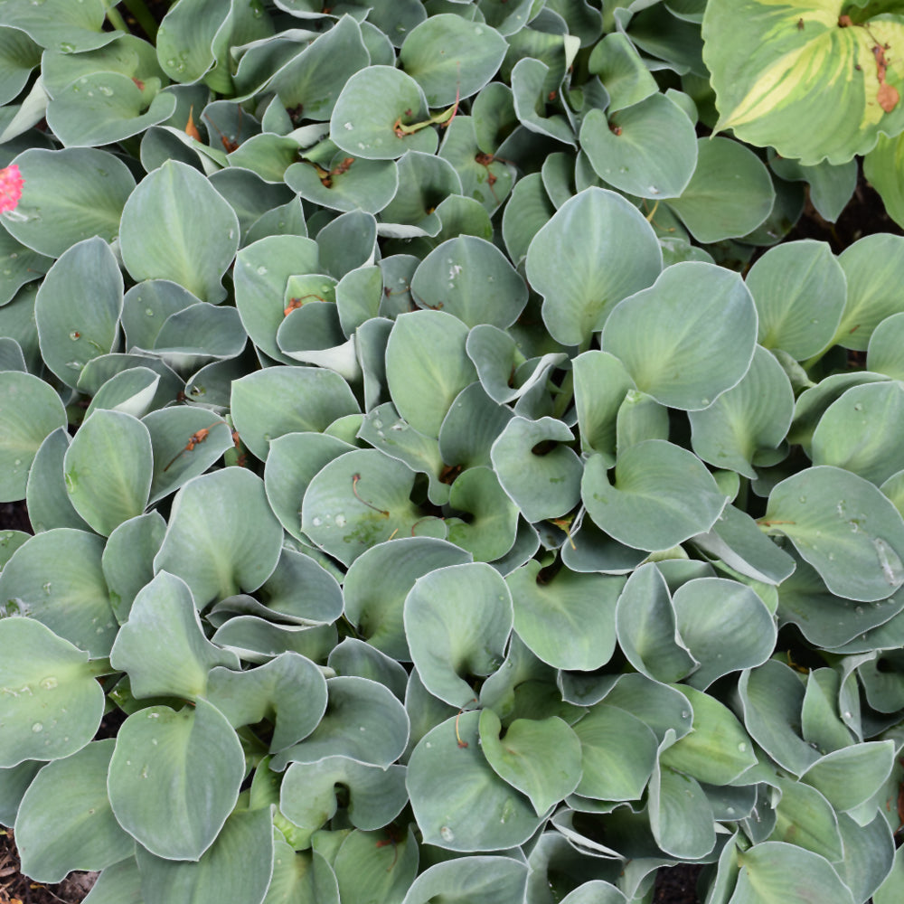HOSTA BLUE MOUSE EARS