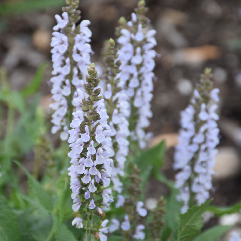 SALVIA PERFECT PROFUSION