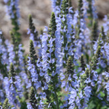 SALVIA CRYSTAL BLUE