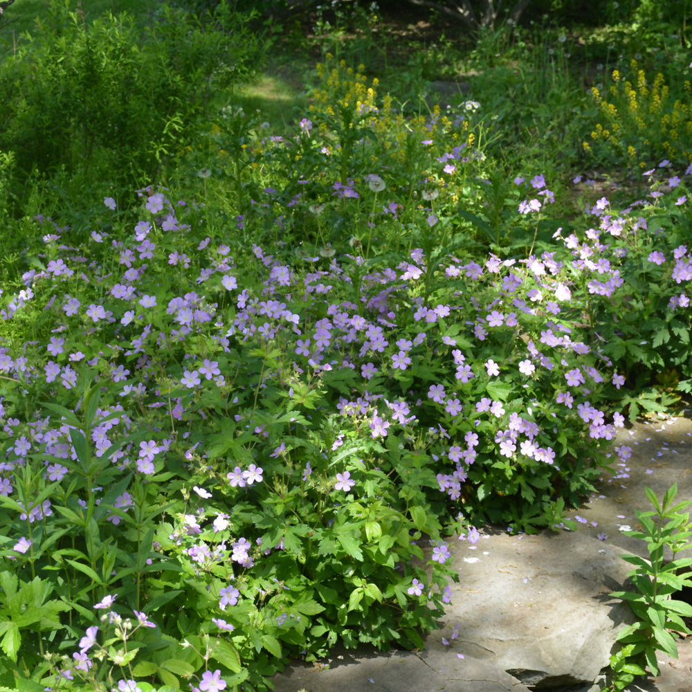 GERANIUM MACULATUM