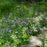 GERANIUM MACULATUM