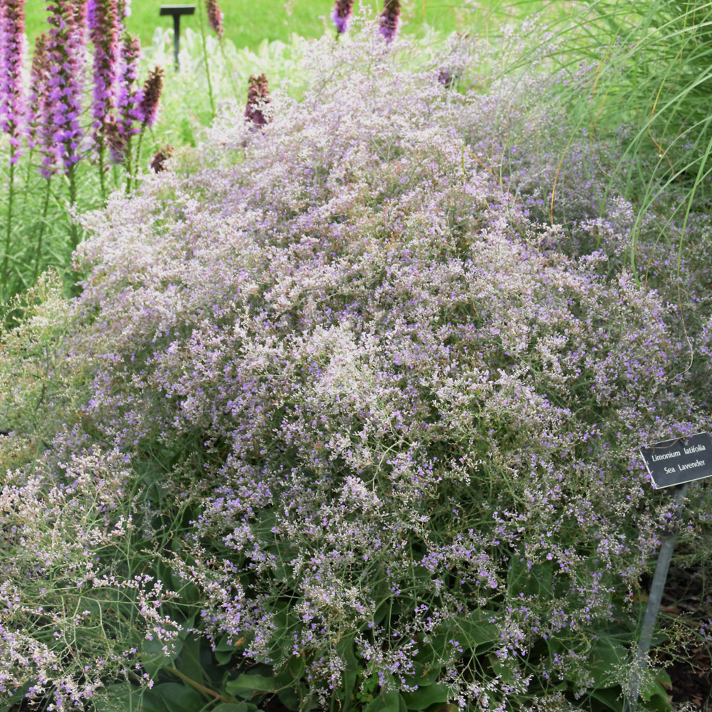 LIMONIUM LATIFOLIUM