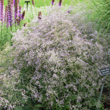 LIMONIUM LATIFOLIUM