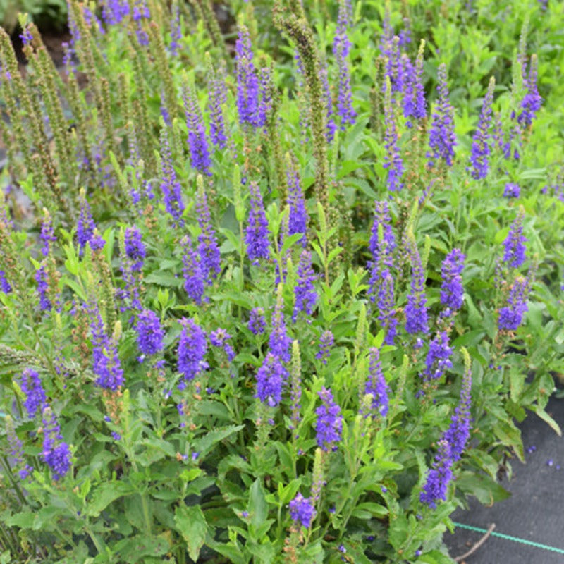 Veronica Ronica Blue Knippel Garden Centre 