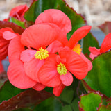 Wax Begonia