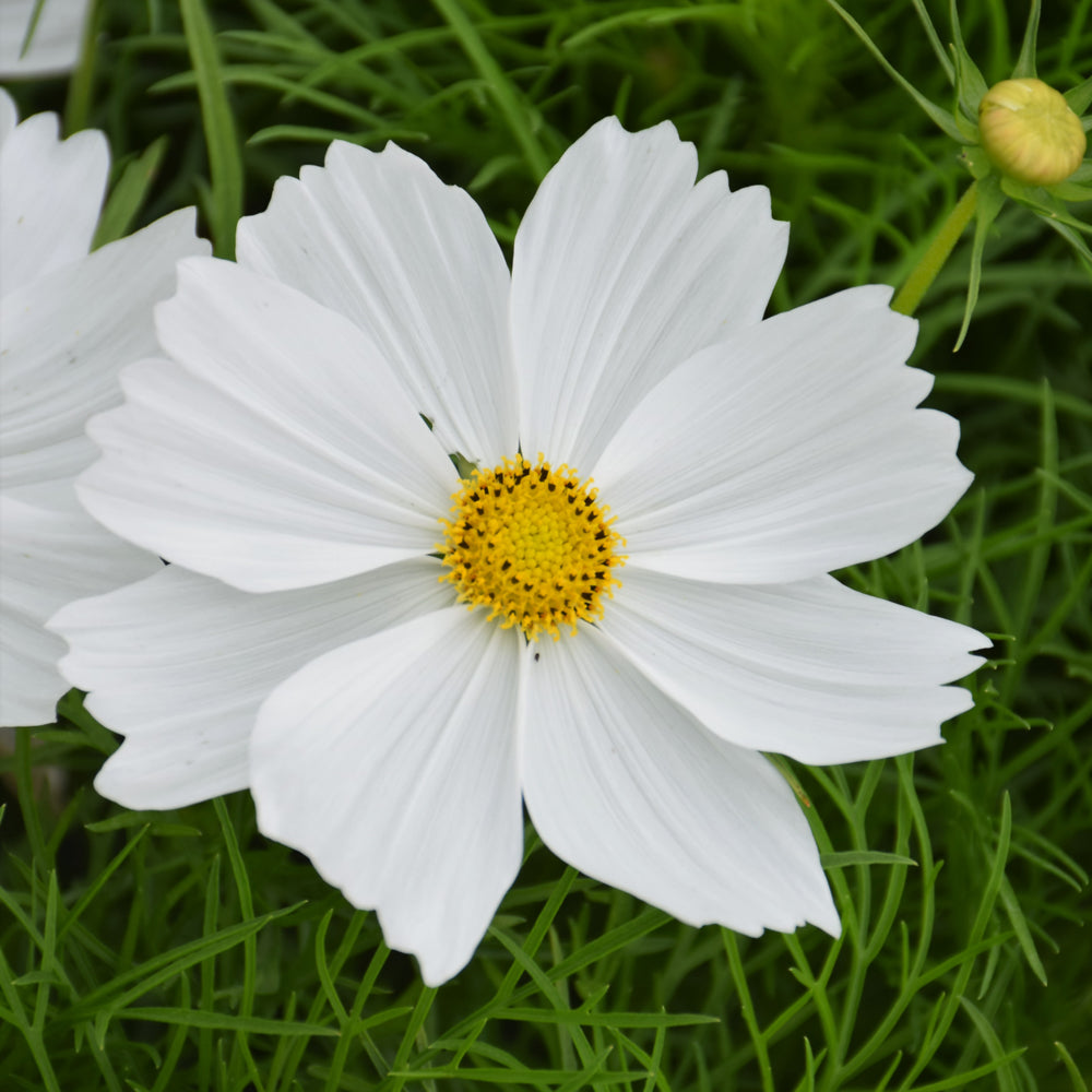 Cosmos Sonata