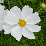 Cosmos Sonata