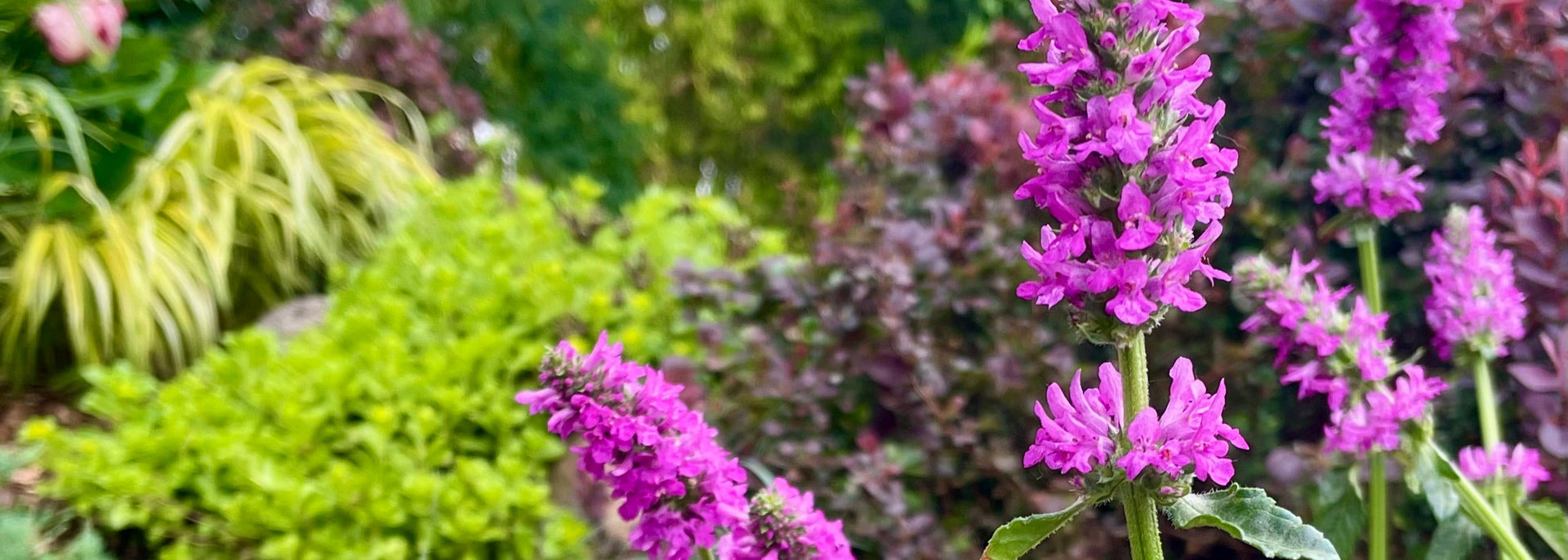Our Products – Knippel Garden Centre