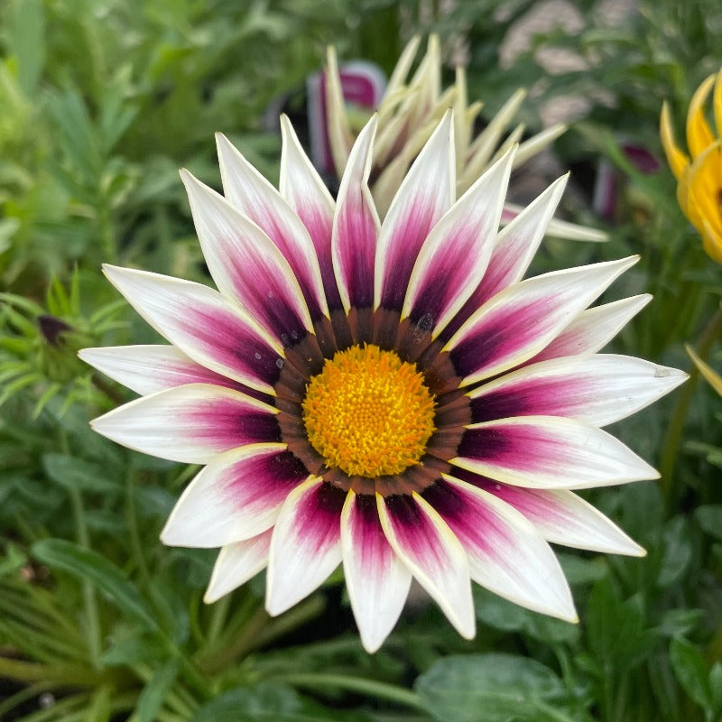 Gazania - White