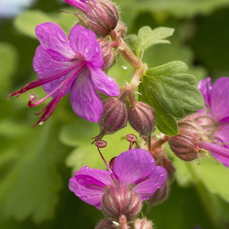 Fall Color Bevans Geranium GERANIUM BEVANS VARIETY – Knippel Garden Centre