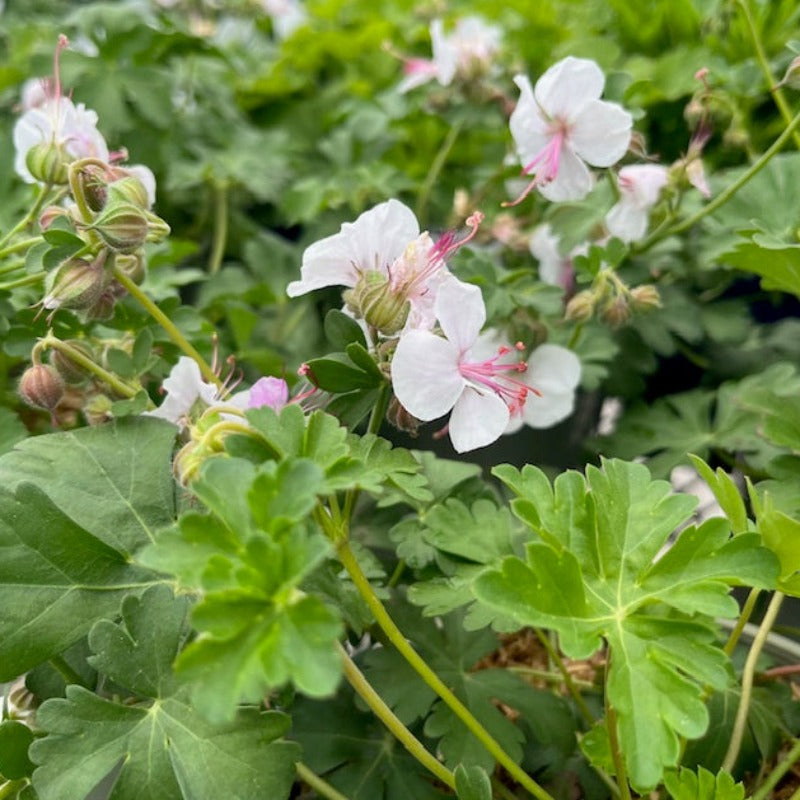 GERANIUM BIOKOVO – Knippel Garden Centre