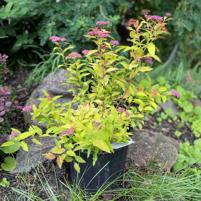SPIREA GOLD FLAME