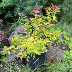 SPIREA GOLD FLAME
