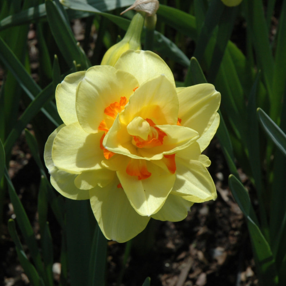 NARCISSUS TAHITI